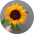 Подсолнух